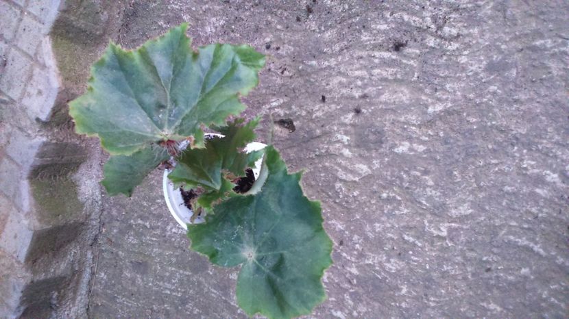 Begonia - Flori Disponibile_1