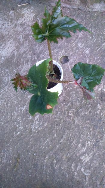 Begonia - Flori Disponibile_1