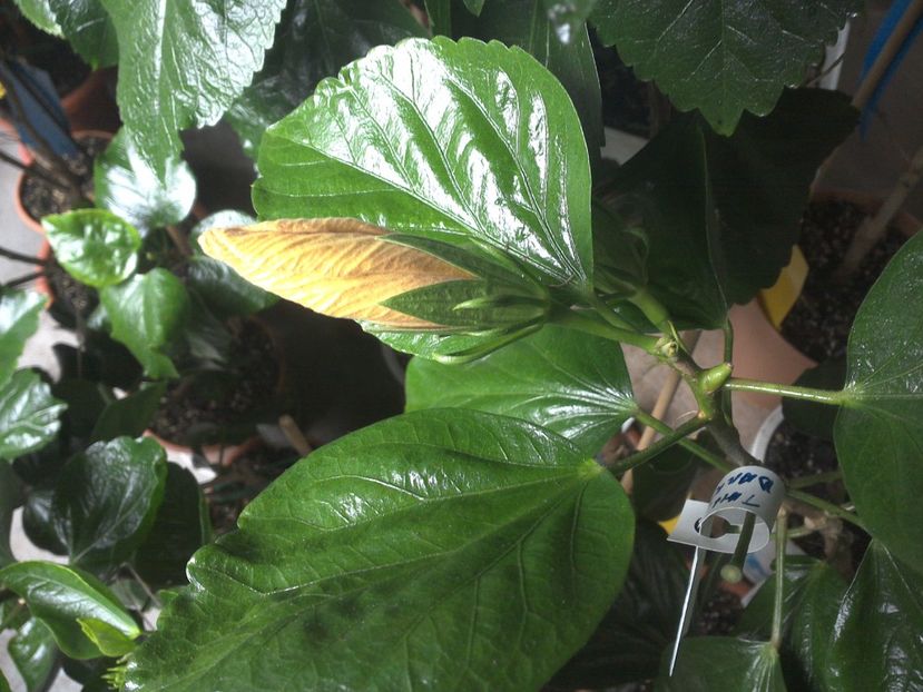 WIN_20170928_095340 - Tahitian Dark Congo