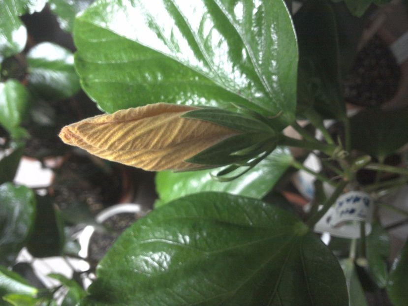 WIN_20170928_095344 - Tahitian Dark Congo