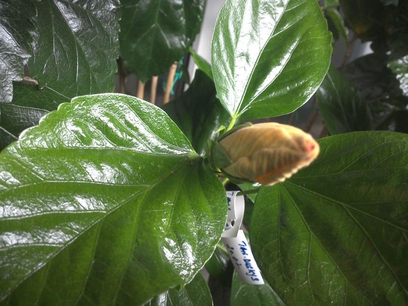 WIN_20170928_095358 - Tahitian Dark Congo