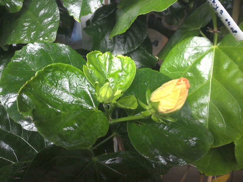 WIN_20170928_095429 - Jeanette Elliff