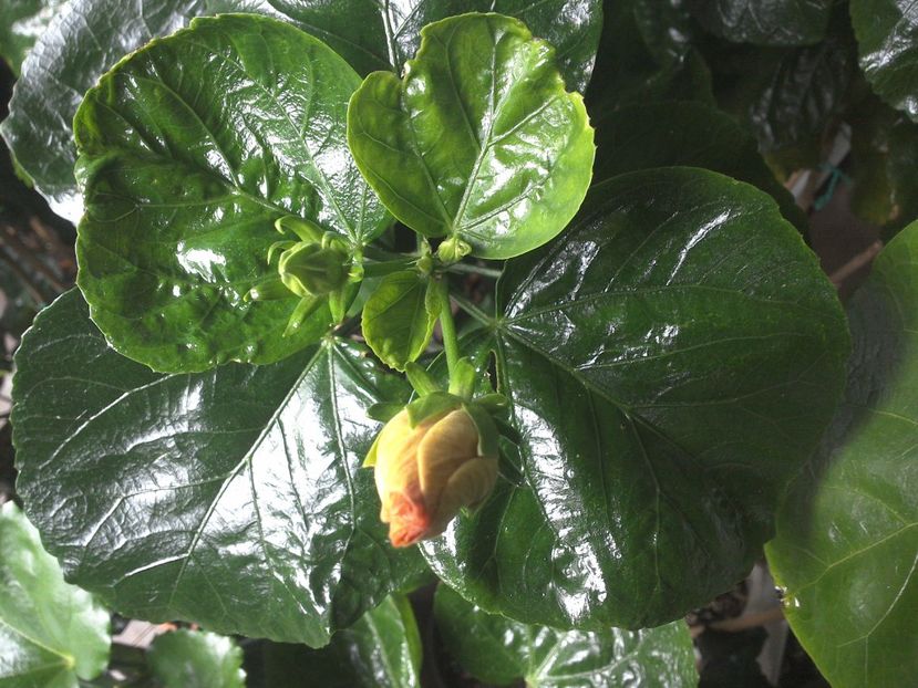 WIN_20170928_095759 - Jeanette Elliff