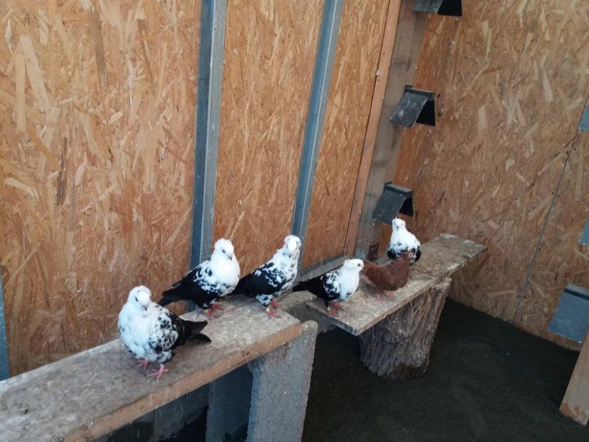  - JUCATORI  DE TIMISOARA