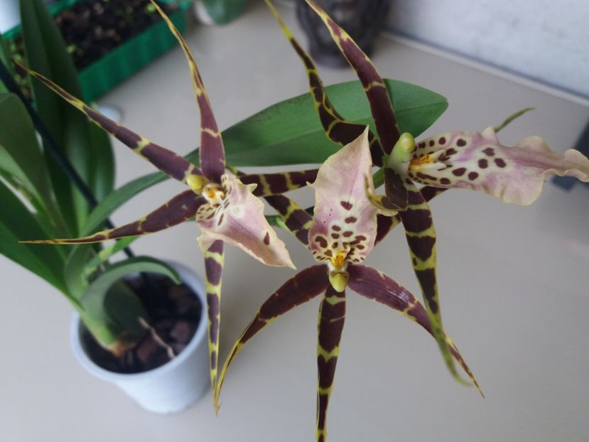  - Orhidee