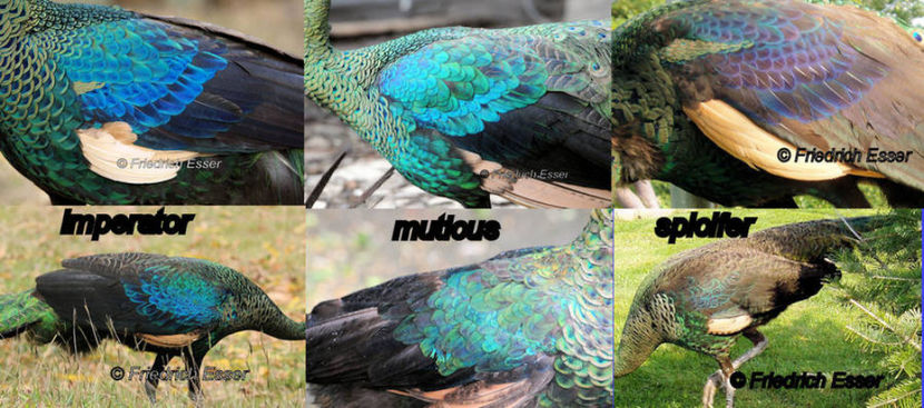 Pavo muticus ,,net,, - PĂUNI-prezentare