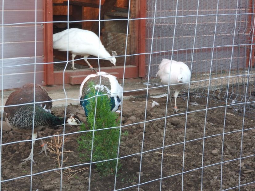  - pauni albi si arlechin