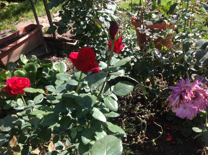  - Un roșu de Ciumbrud Mr Lincoln