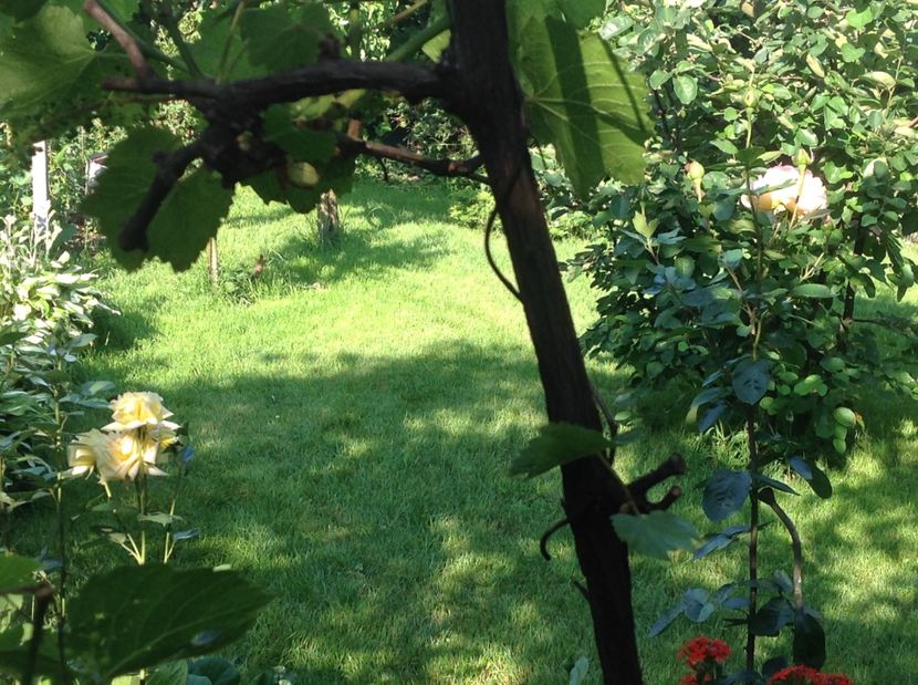  - arhiva cu gradina in timp