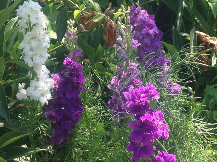  - arhiva cu gradina in timp