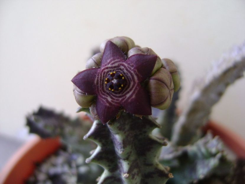 Caralluma europaea - Stapeliade 2017