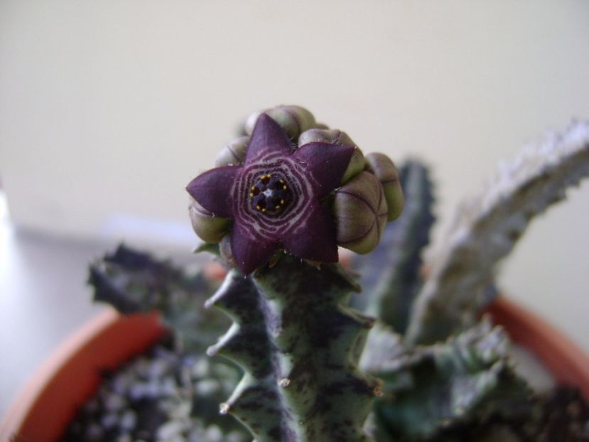 Caralluma europaea - Stapeliade 2017