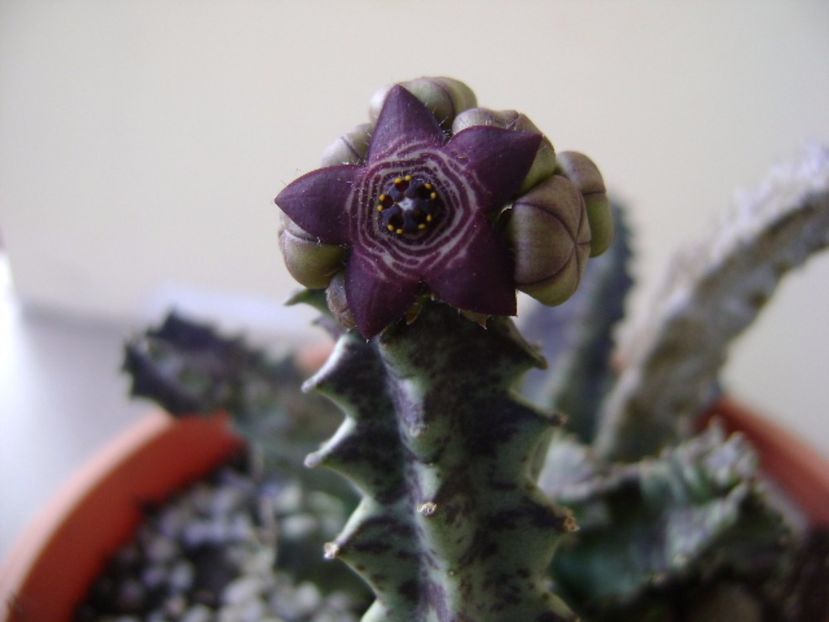 Caralluma europaea - Stapeliade 2017