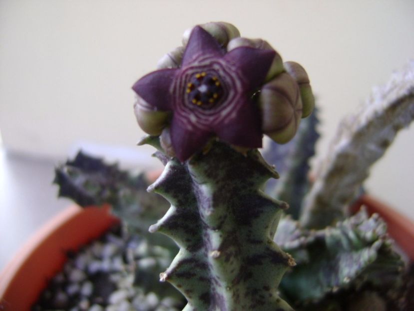 Caralluma europaea - Stapeliade 2017