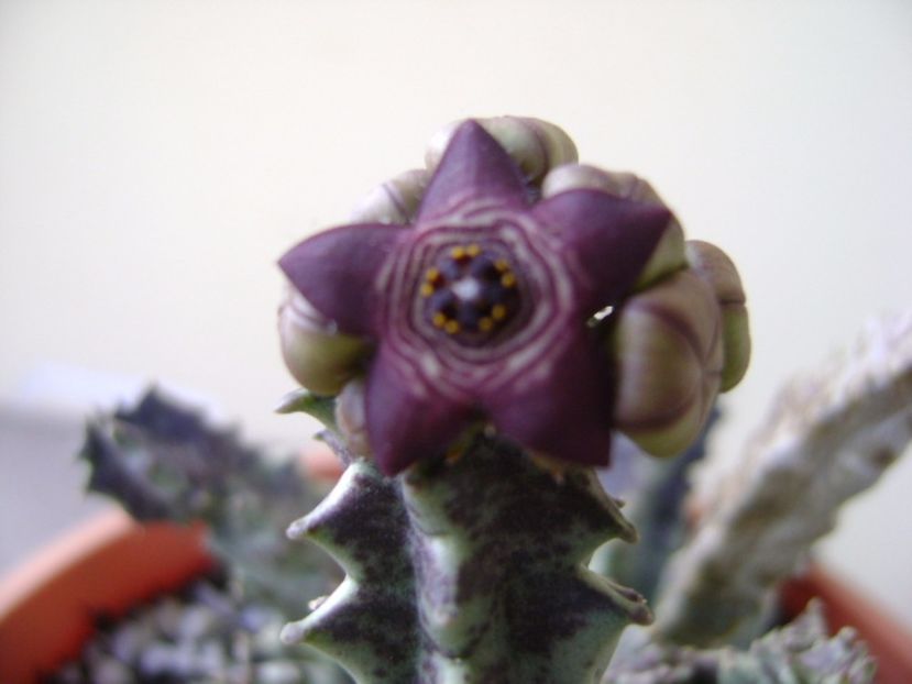 Caralluma europaea - Stapeliade 2017