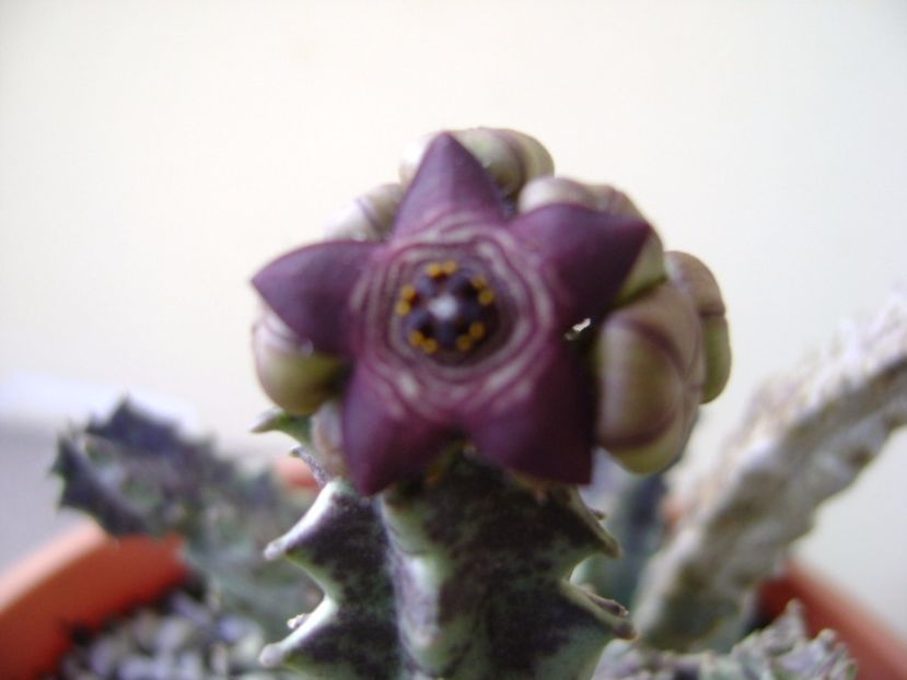 Caralluma europaea - Stapeliade 2017