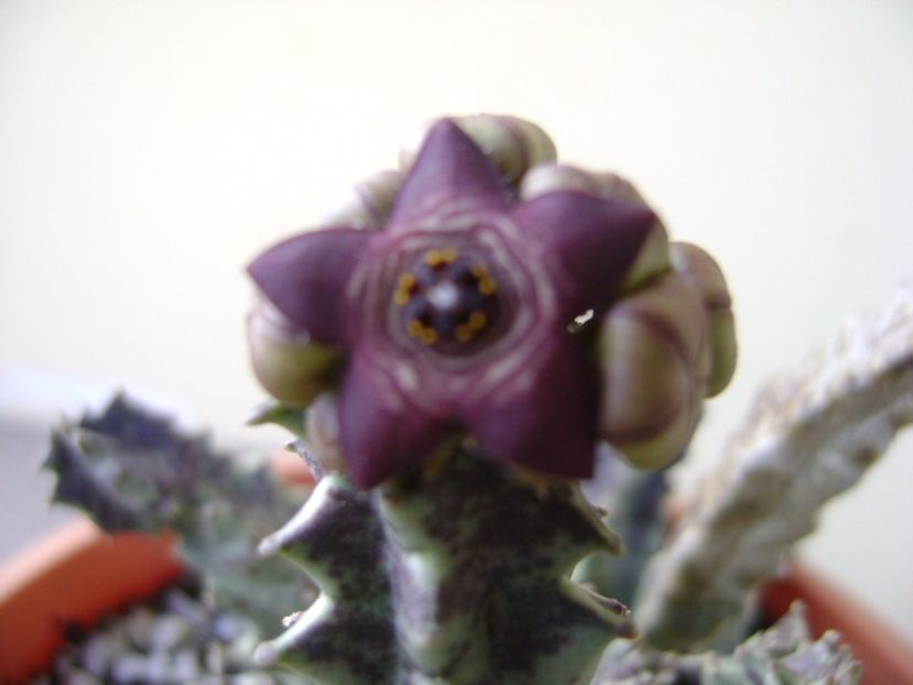 Caralluma europaea - Stapeliade 2017