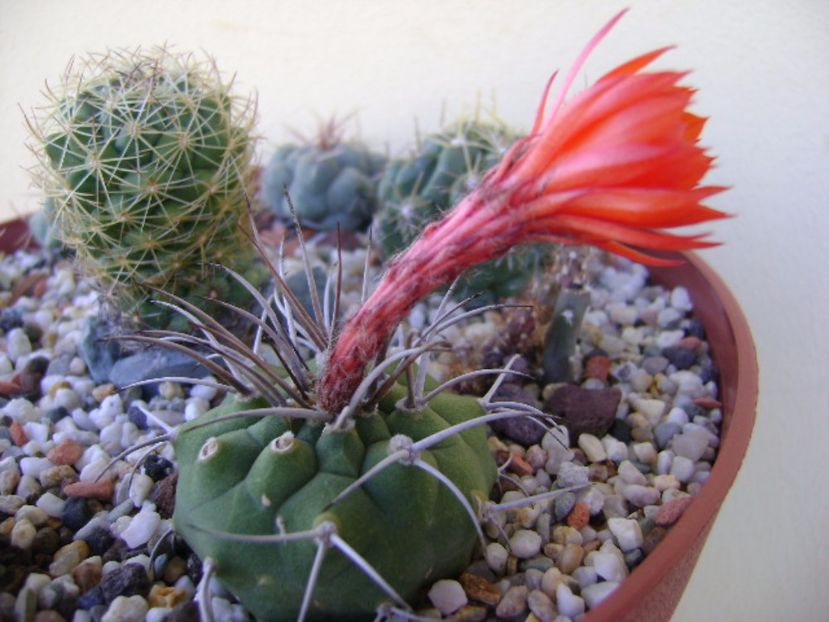 Matucana madisoniorum - Cactusi 2017 final de an