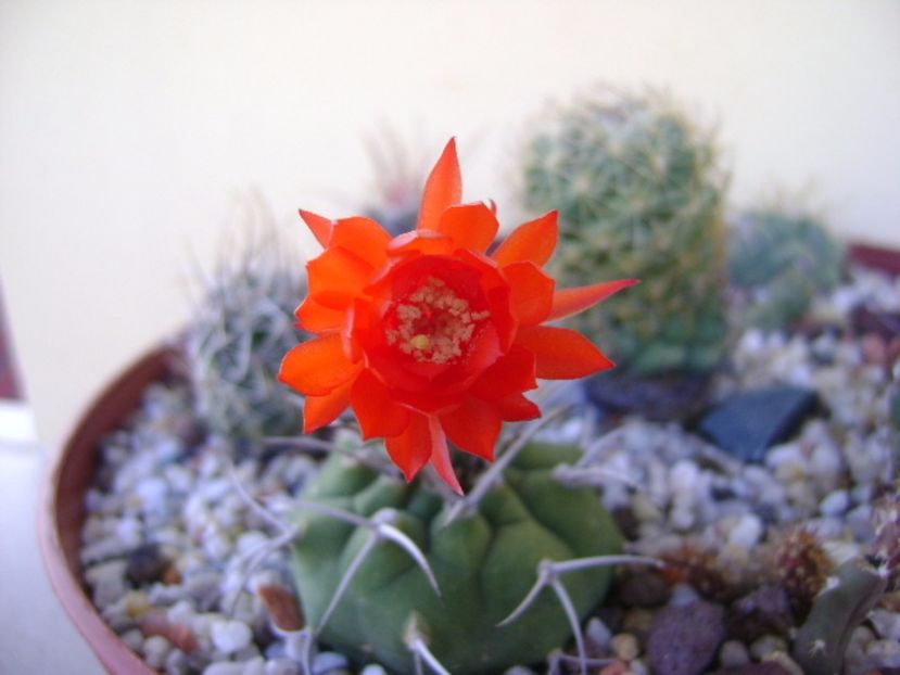 Matucana madisoniorum - Cactusi 2017 final de an