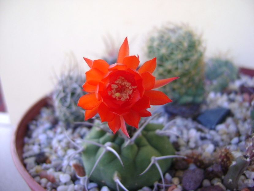 Matucana madisoniorum - Cactusi 2017 final de an