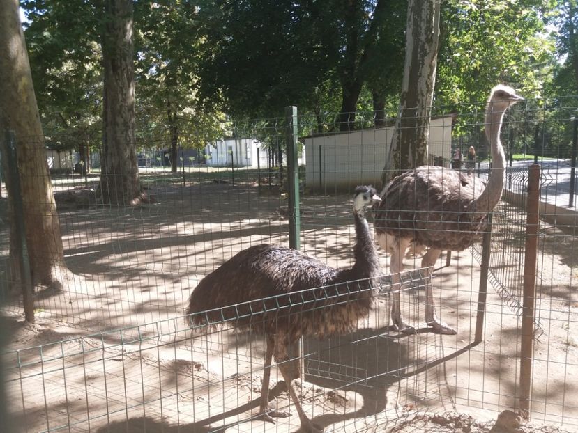  - Craiova septembrie 2017