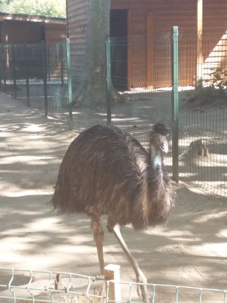  - Craiova septembrie 2017