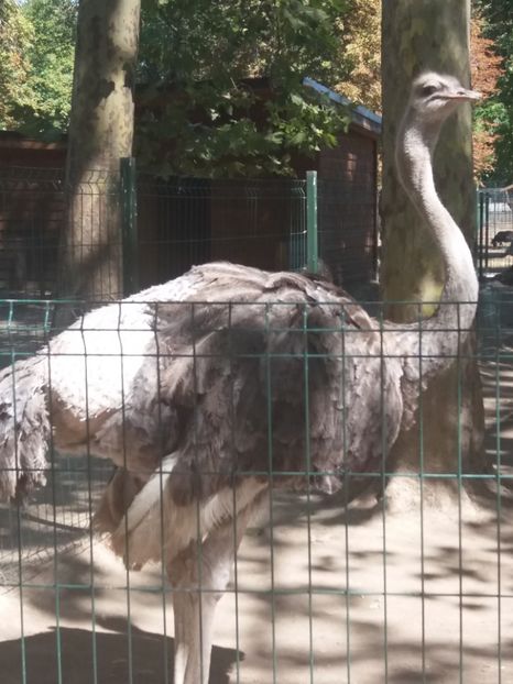  - Craiova septembrie 2017