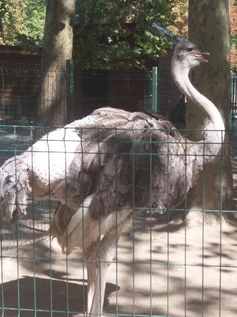  - Craiova septembrie 2017