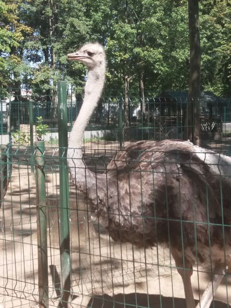  - Craiova septembrie 2017