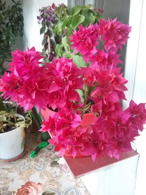  - Roșie triplă-mahara red