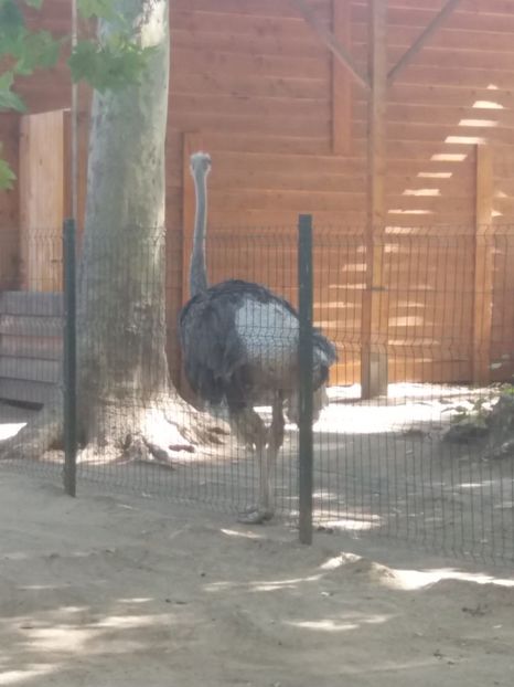  - Craiova septembrie 2017