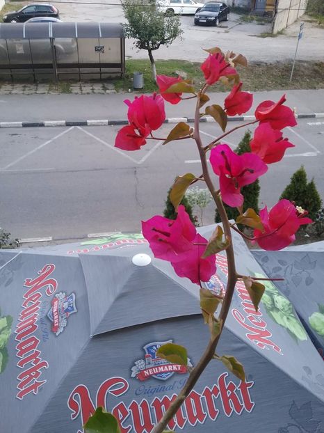  - Bougainvillea rosie-Don Mario