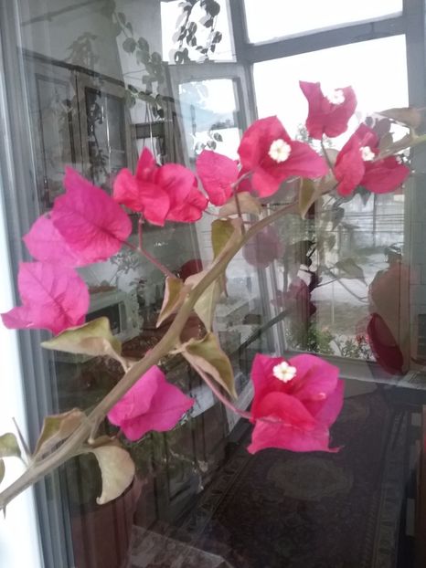  - Bougainvillea rosie-Don Mario