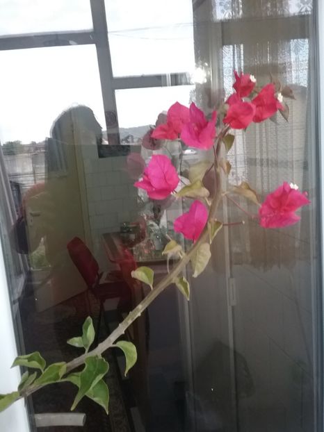  - Bougainvillea rosie-Don Mario