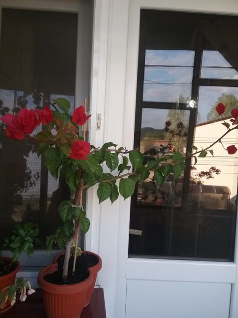  - Bougainvillea rosie-Don Mario