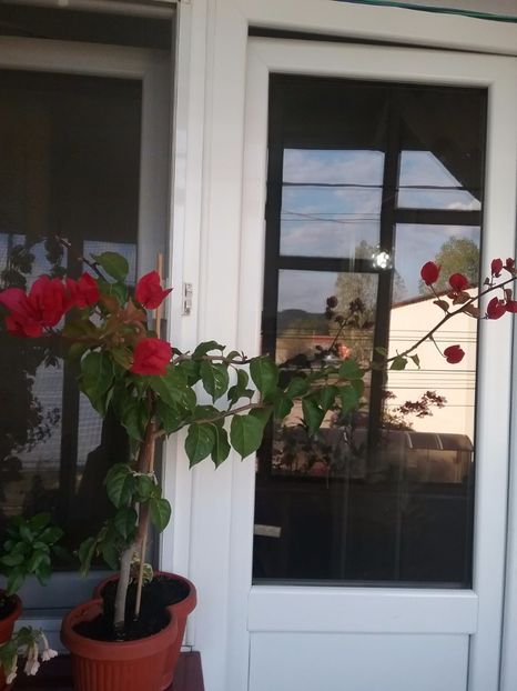 - Bougainvillea rosie-Don Mario