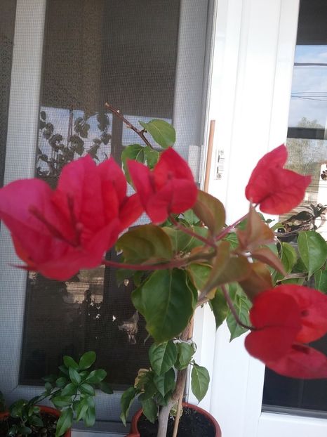  - Bougainvillea rosie-Don Mario
