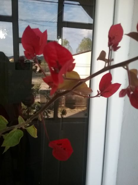  - Bougainvillea rosie-Don Mario
