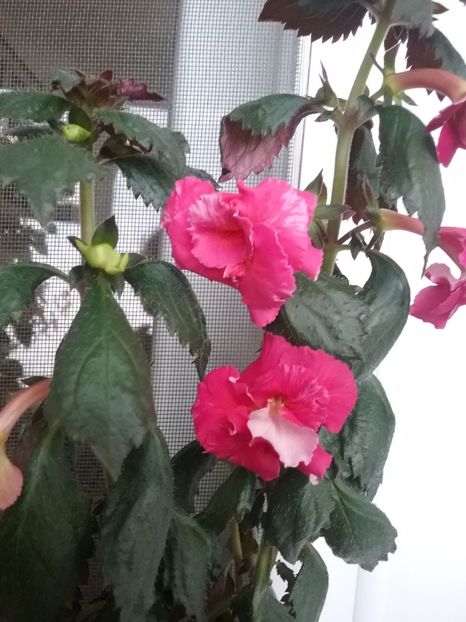 Aurika Aschroft - Aurika Ashcroft