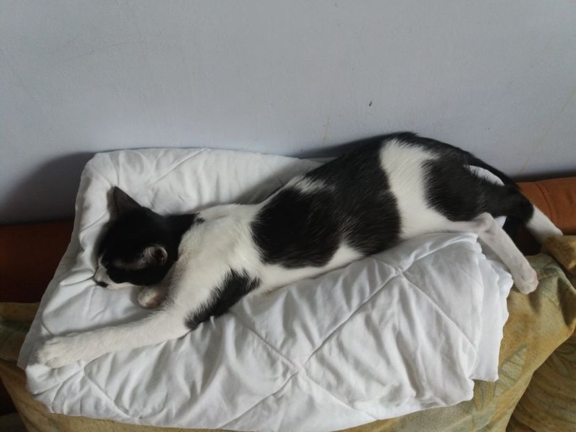  - Duracel în septembrie 2017