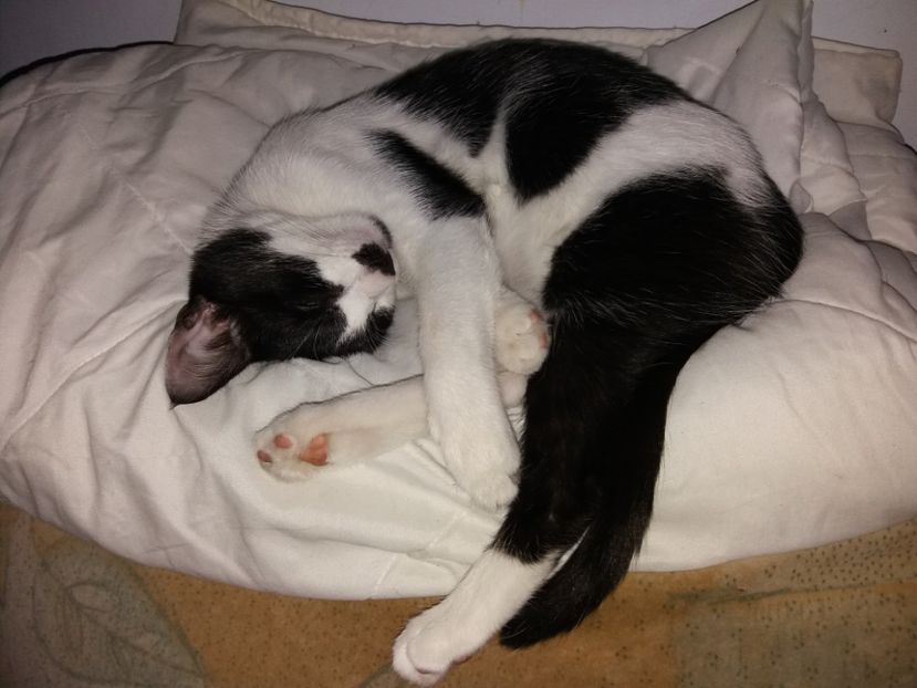  - Duracel în septembrie 2017