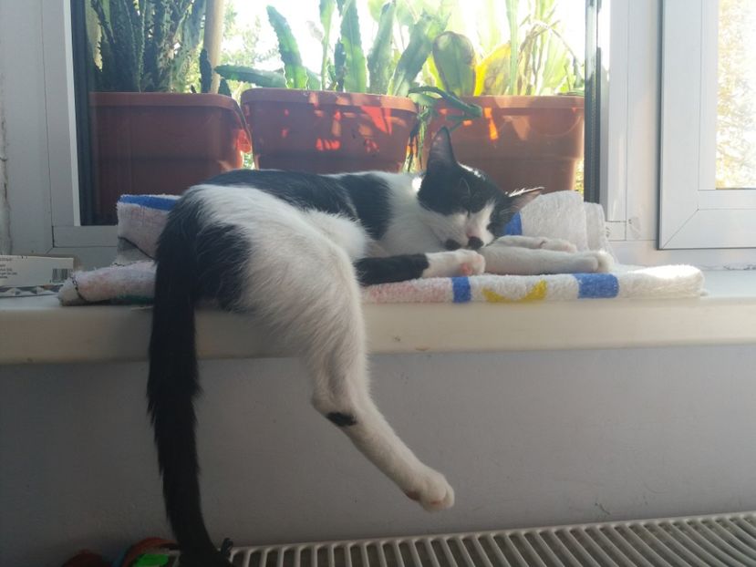  - Duracel în septembrie 2017