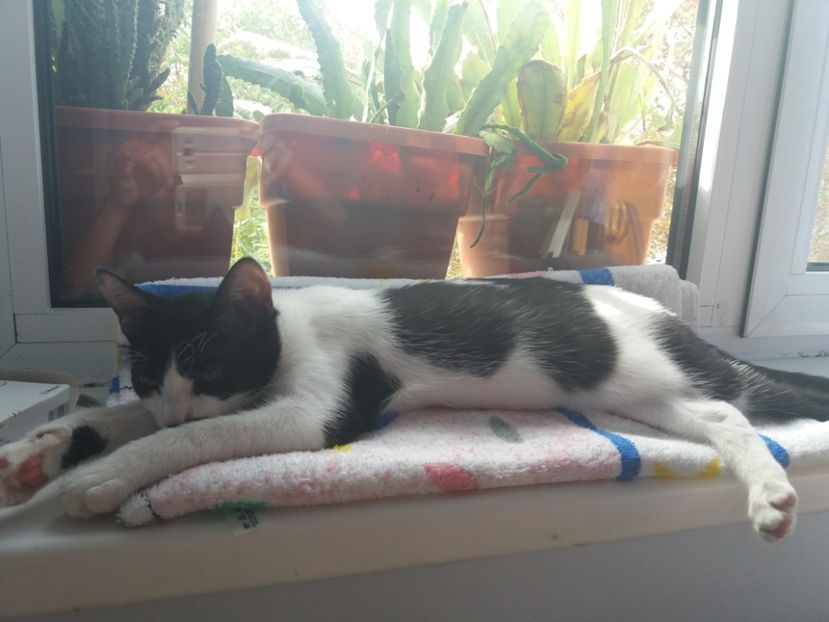  - Duracel în septembrie 2017