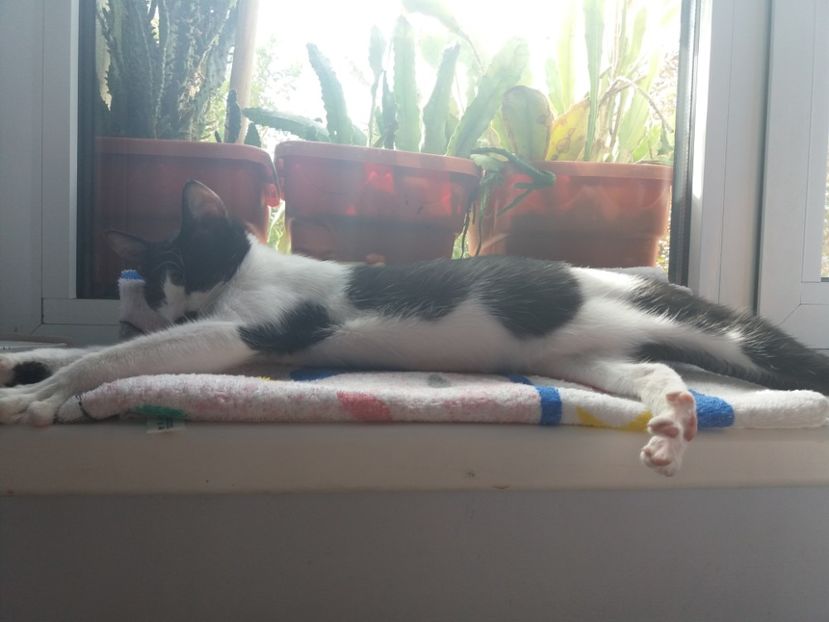  - Duracel în septembrie 2017