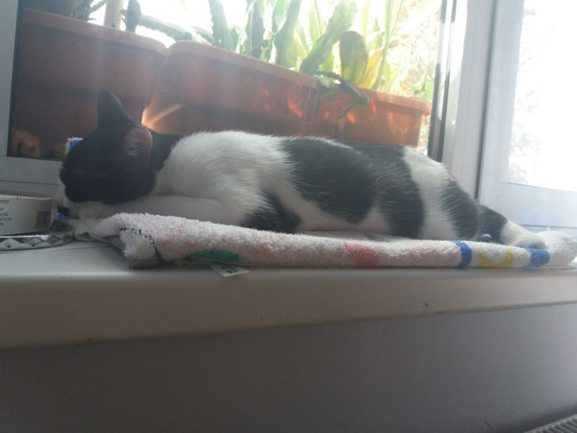  - Duracel în septembrie 2017