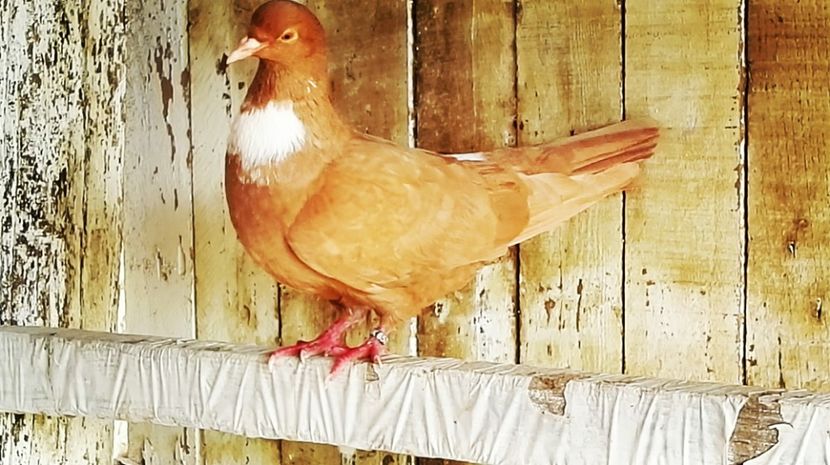  - porumbei cauchois 2017