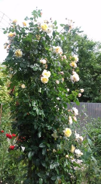  - gradina cu flori 2017