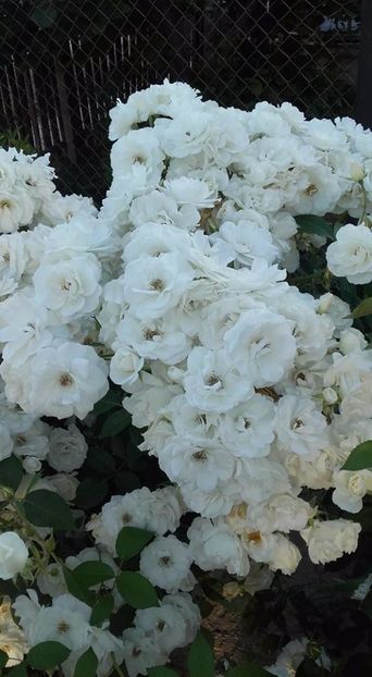  - gradina cu flori 2017