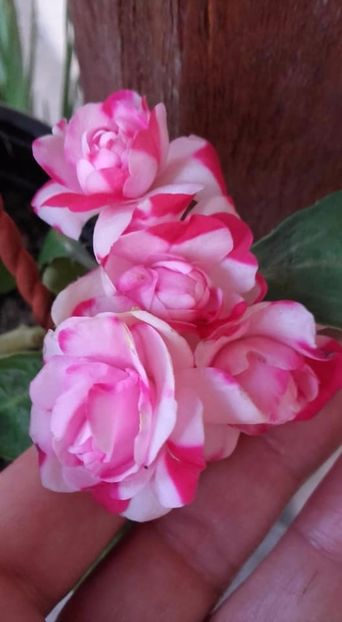  - gradina cu flori 2017