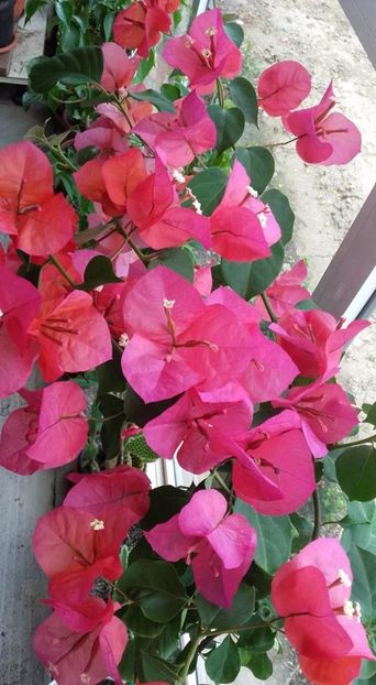  - Bougainvillea